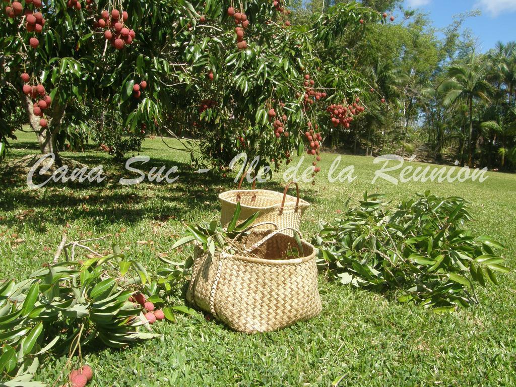 Cana Suc Sainte-Rose Luaran gambar