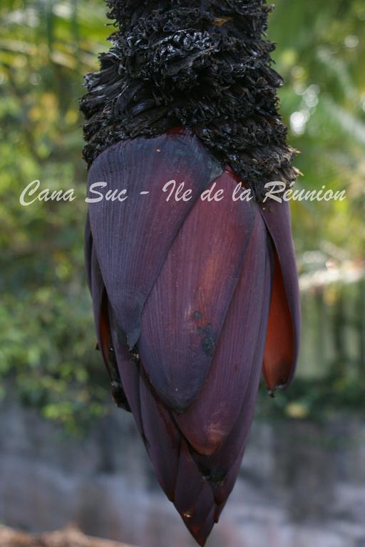 Cana Suc Sainte-Rose Luaran gambar